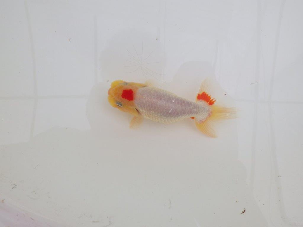 【なおちん金魚氏】レア!丹頂柄の二歳らんちゅう約12㎝オス