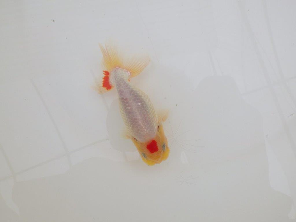 【なおちん金魚氏】レア!丹頂柄の二歳らんちゅう約12㎝オス