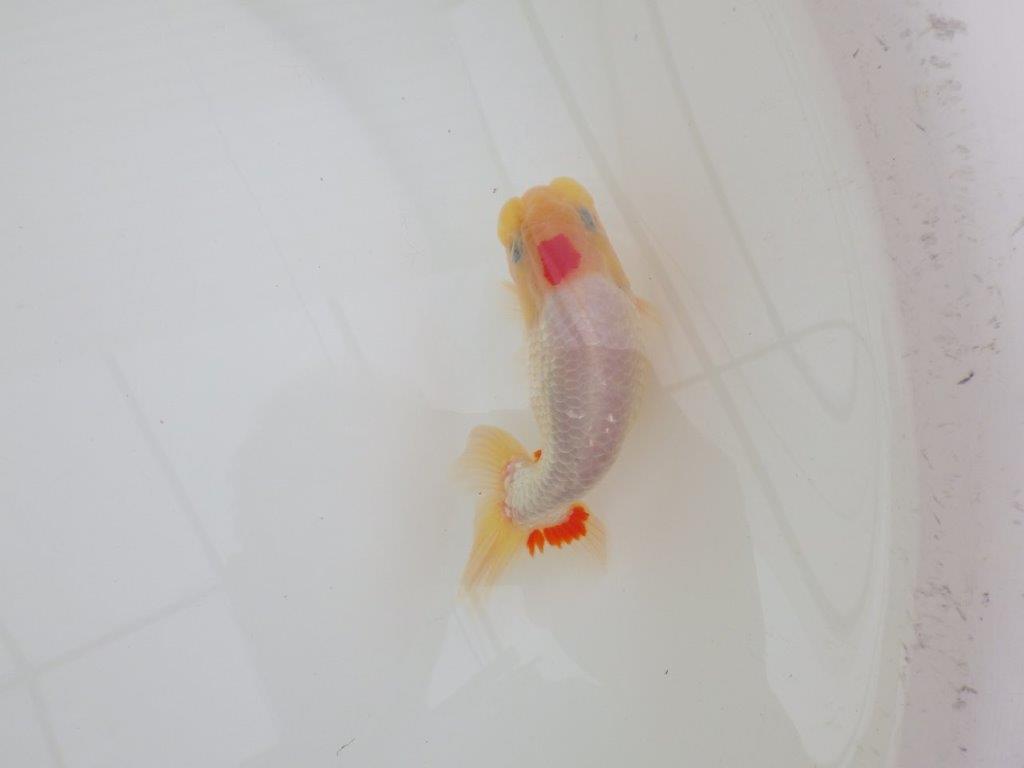 【なおちん金魚氏】レア!丹頂柄の二歳らんちゅう約12㎝オス