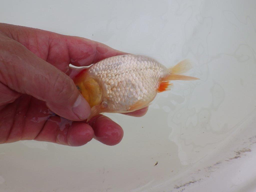 【なおちん金魚氏】レア!丹頂柄の二歳らんちゅう約12㎝オス