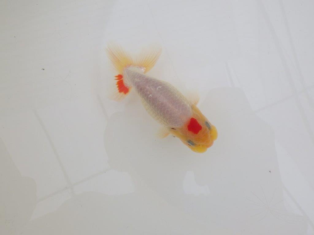 【なおちん金魚氏】レア!丹頂柄の二歳らんちゅう約12㎝オス