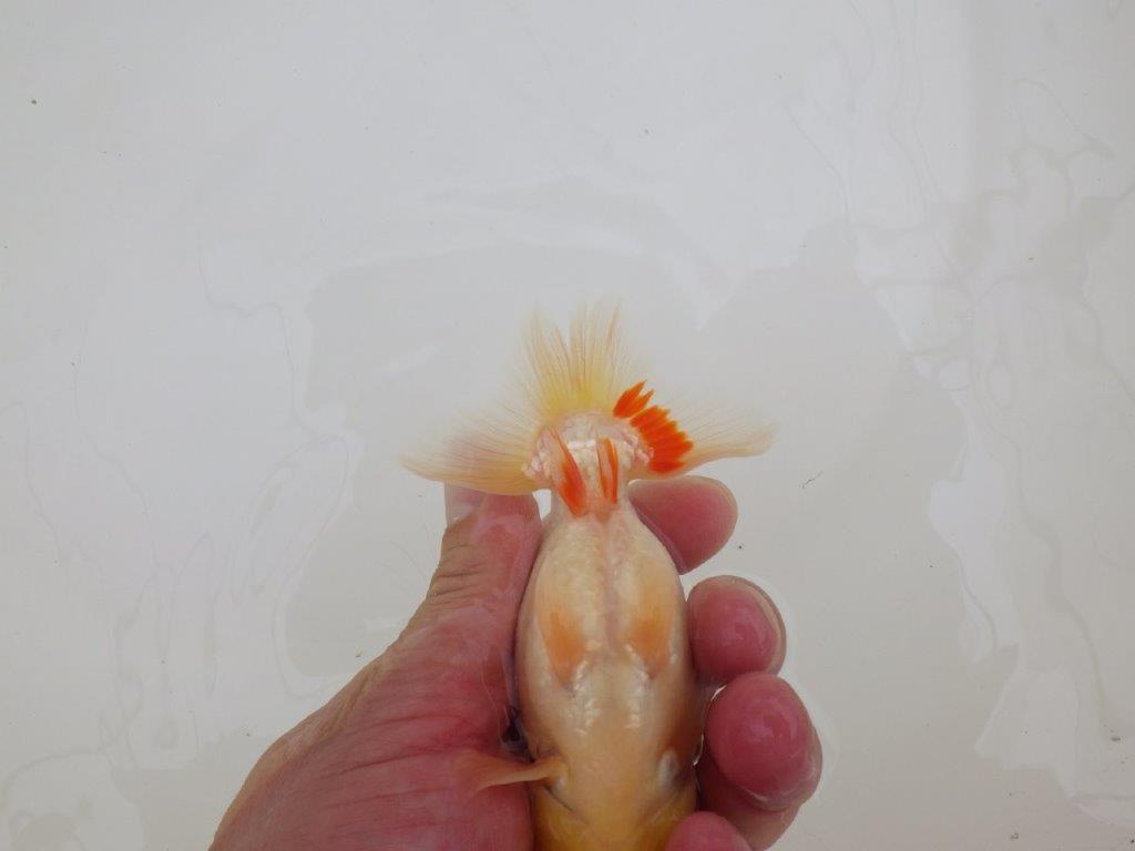 【なおちん金魚氏】レア!丹頂柄の二歳らんちゅう約12㎝オス
