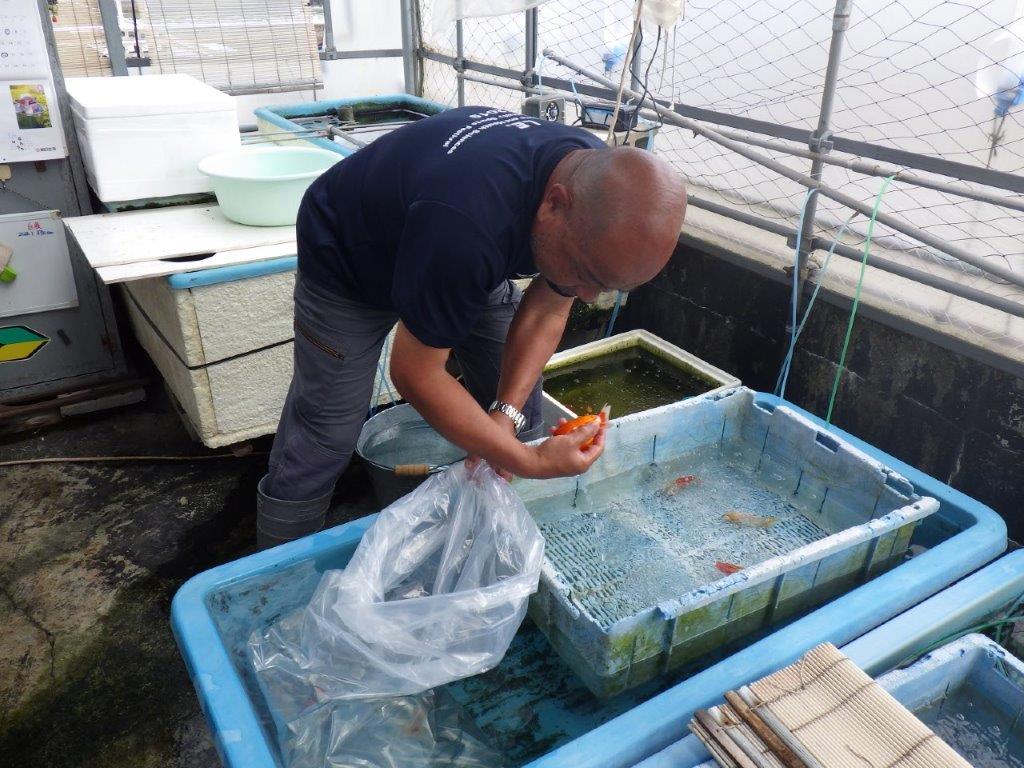 【なおちん金魚氏】レア!丹頂柄の二歳らんちゅう約12㎝オス