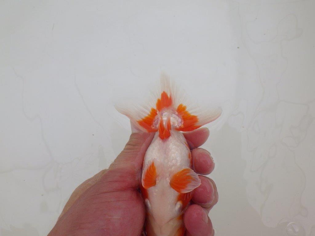 【なおちん金魚氏】水槽映えする色合い二歳らんちゅう約12,5㎝オス