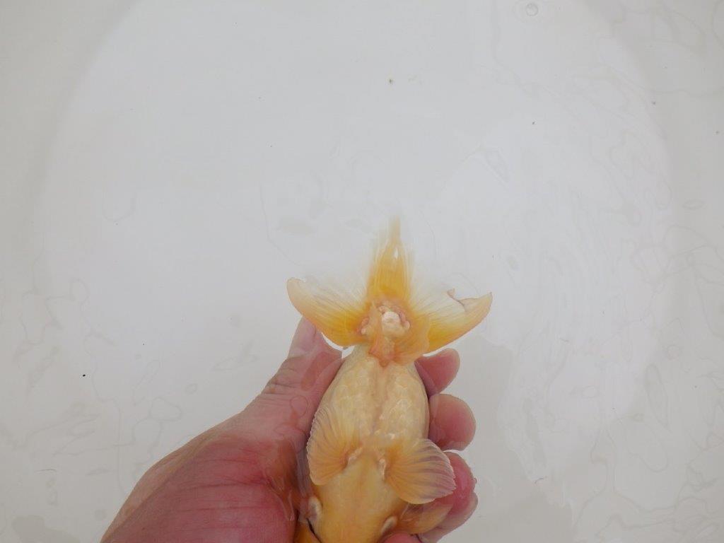 【なおちん金魚氏】激レア!真っ白二歳らんちゅう約13㎝オス