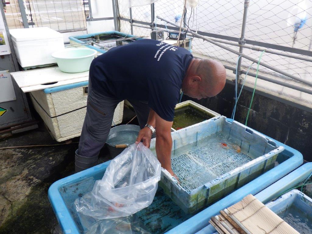 【なおちん金魚氏】激レア!真っ白二歳らんちゅう約13㎝オス