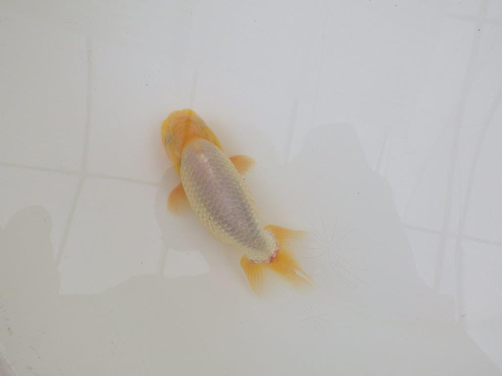 【なおちん金魚氏】激レア!真っ白二歳らんちゅう約13㎝オス