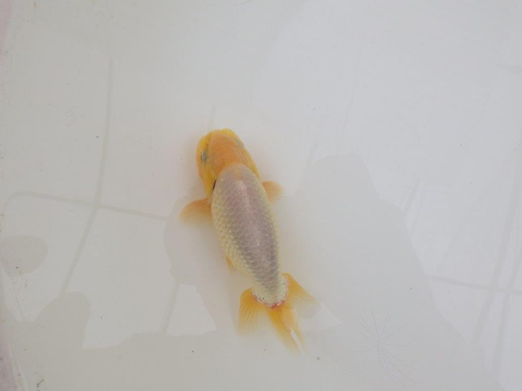 【なおちん金魚氏】激レア!真っ白二歳らんちゅう約13㎝オス