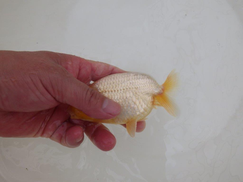 【なおちん金魚氏】激レア!真っ白二歳らんちゅう約13㎝オス