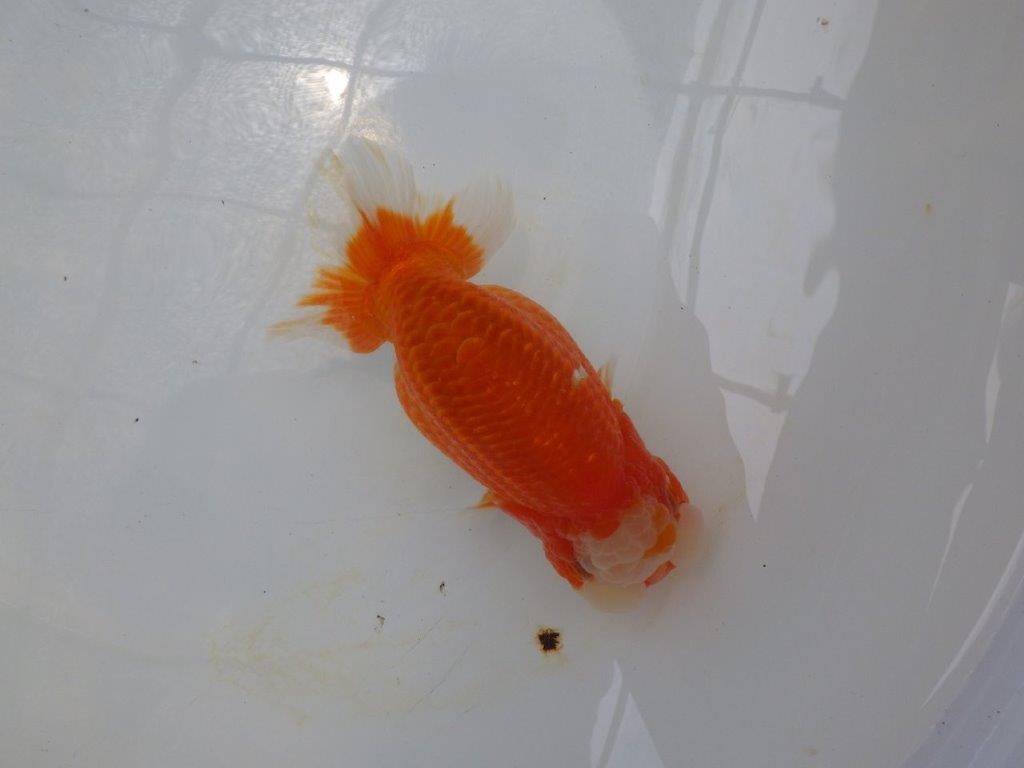【岐阜フンタンブリーダー】素晴らしいフンタン&頭の二歳らんちゅう約15㎝メス