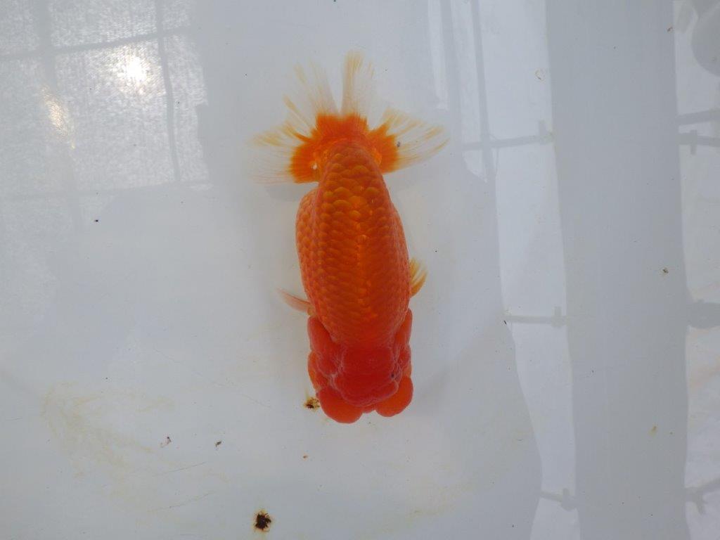 【岐阜フンタンブリーダー】太くたくましい姿の二歳らんちゅう約14,5㎝メス