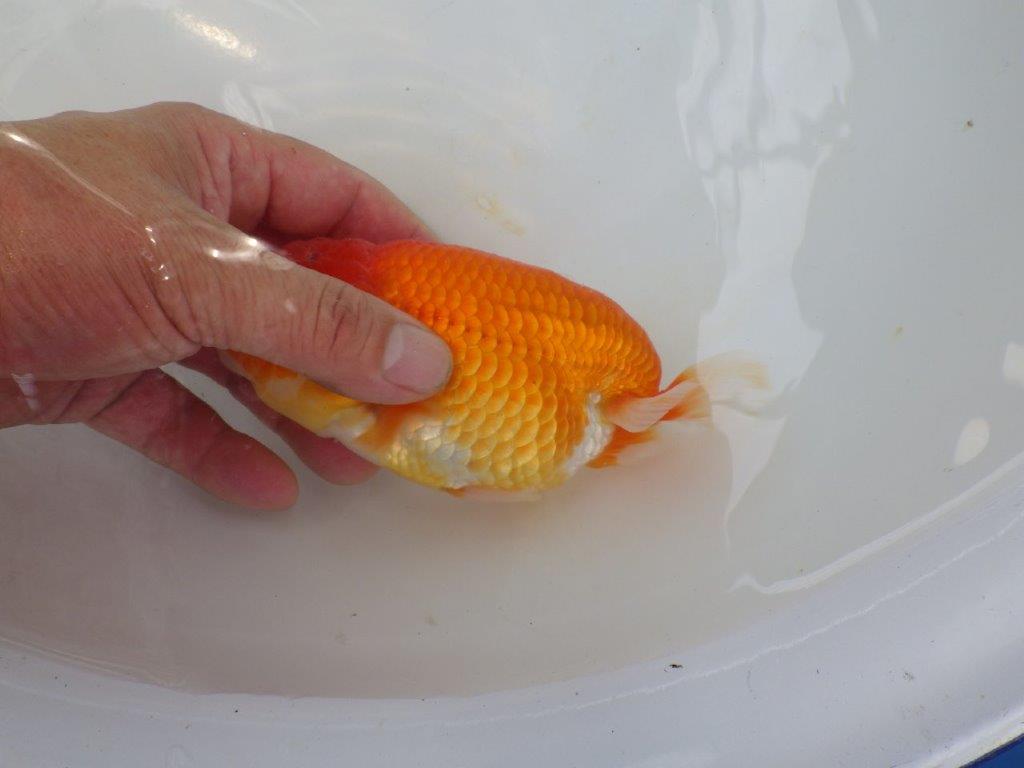 【岐阜フンタンブリーダー】太くたくましい姿の二歳らんちゅう約14,5㎝メス