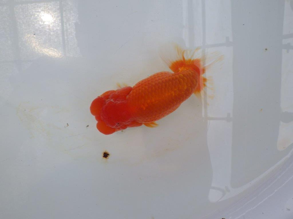 【岐阜フンタンブリーダー】太くたくましい姿の二歳らんちゅう約14,5㎝メス