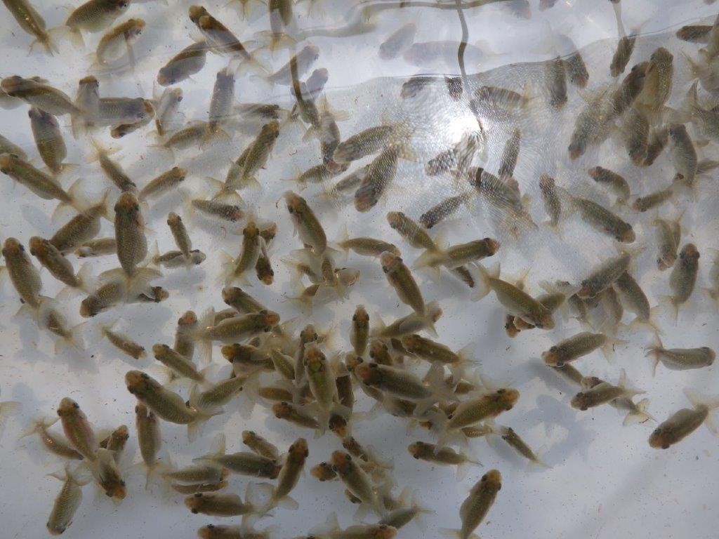 【岐阜フンタンブリーダー】沢山飼育したい方はこのセット！２５尾セット約3,5㎝~