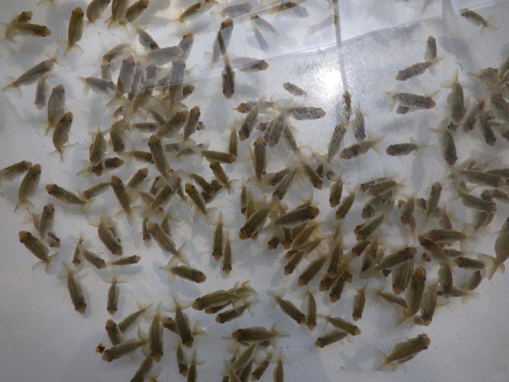 【岐阜フンタンブリーダー】出るか！？未来の品評大会魚　１０尾セット約3,5㎝~