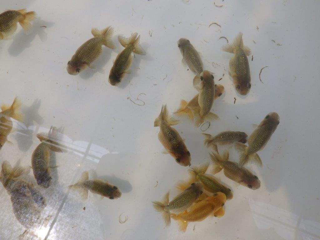 【岐阜フンタンブリーダー】ご鑑賞お勧め上質な5尾セット約6㎝~限定2