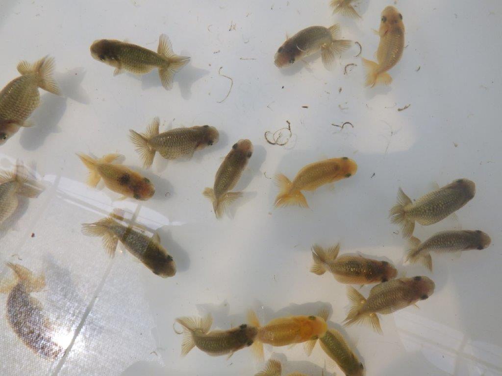 【岐阜フンタンブリーダー】ご鑑賞お勧め上質な5尾セット約6㎝~限定2