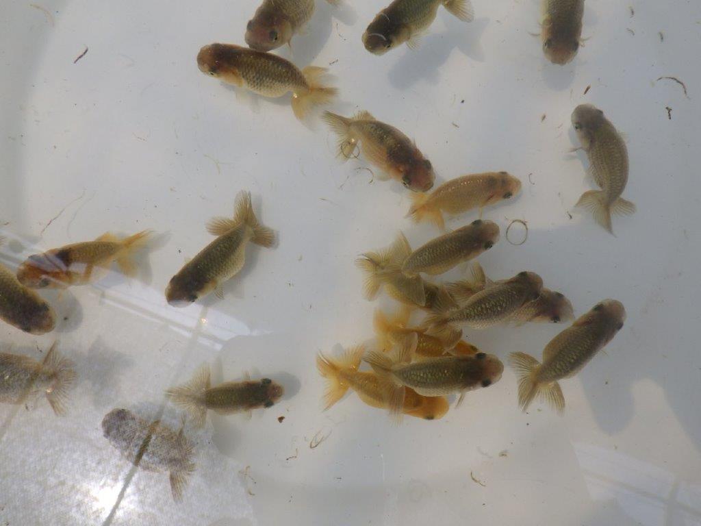 【岐阜フンタンブリーダー】ご鑑賞お勧め上質な5尾セット約6㎝~限定2