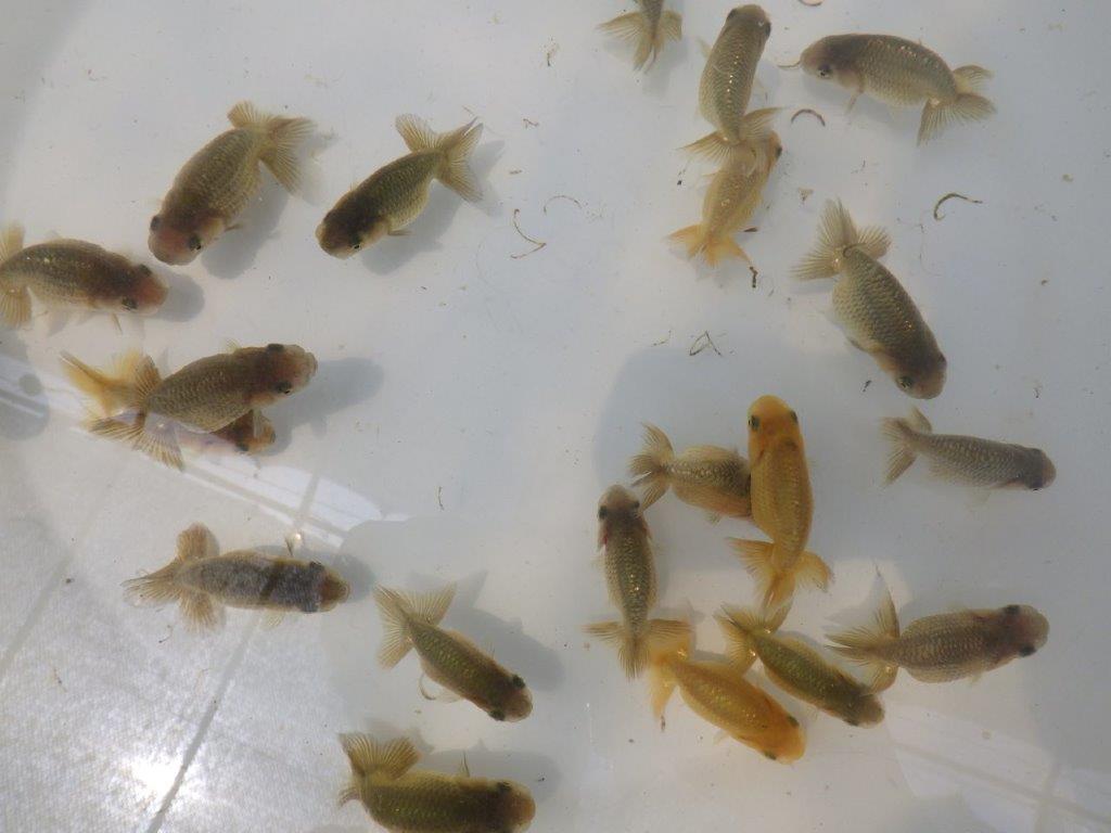 【岐阜フンタンブリーダー】ご鑑賞お勧め上質な5尾セット約6㎝~限定2