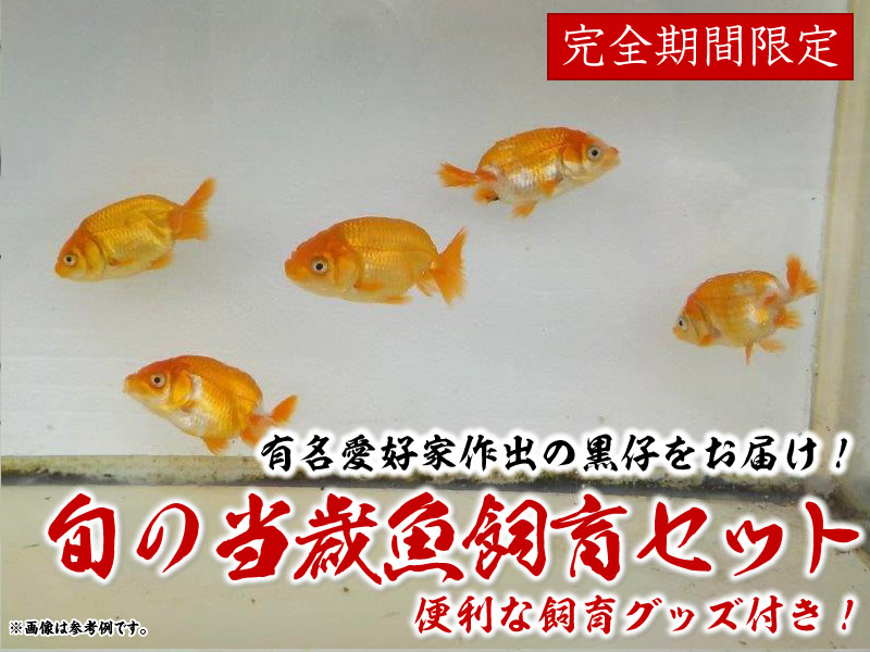 協会系 らんちゅう 雌三歳魚