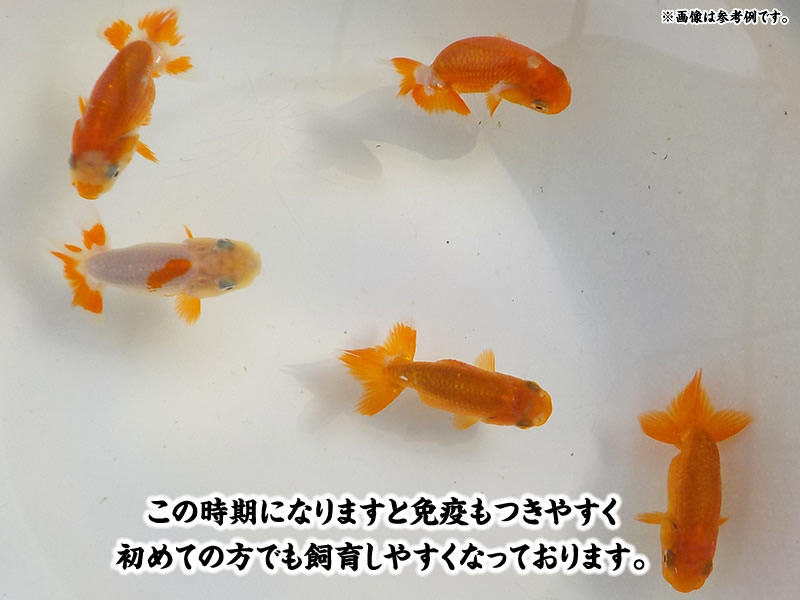 温故知新】当歳魚 22627｜金魚
