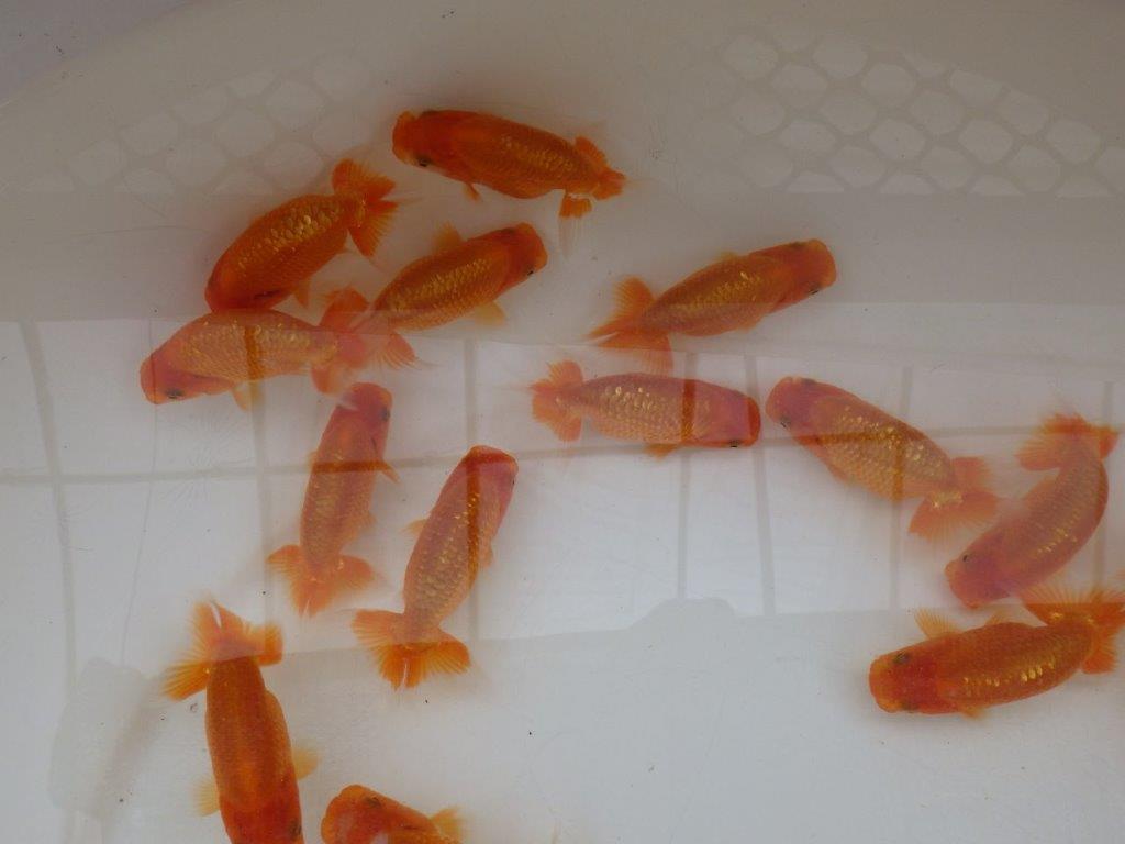 【愛知Ｍ様五弾】入荷魚の中から上質５尾セット約8~9㎝限定1セット