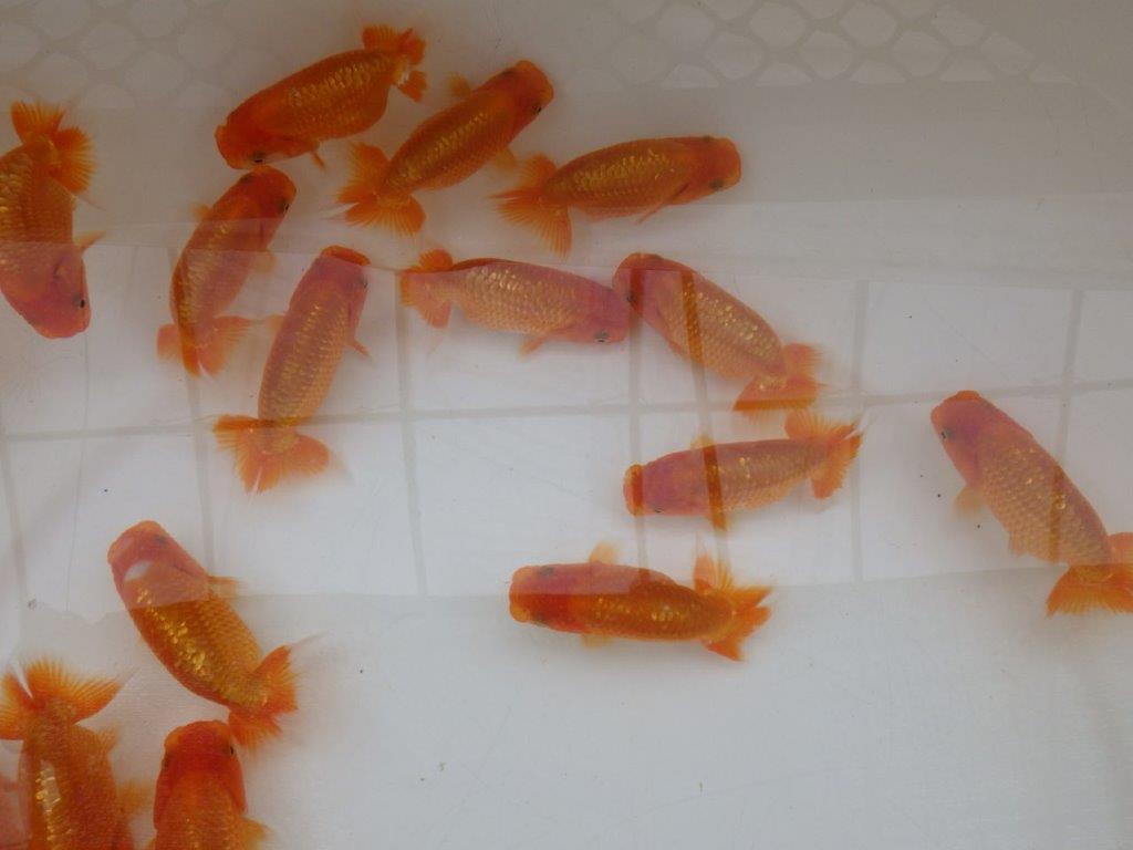 【愛知Ｍ様五弾】入荷魚の中から上質５尾セット約8~9㎝限定1セット