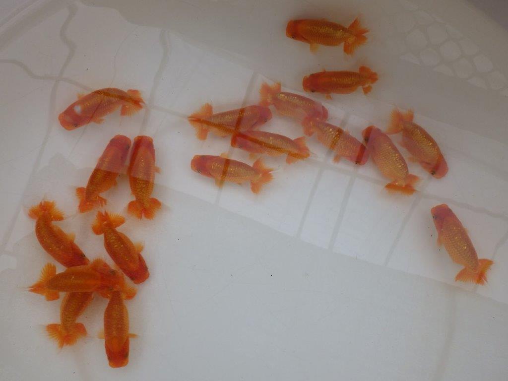 【愛知Ｍ様五弾】入荷魚の中から上質５尾セット約8~9㎝限定1セット