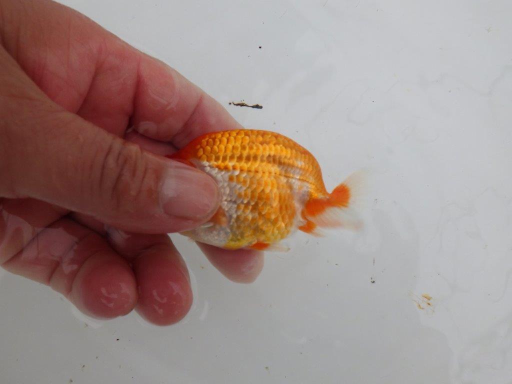 【愛知M 様】柄が綺麗でご鑑賞お勧め当歳らんちゅう  約8,5㎝