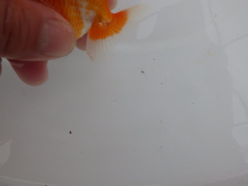 【愛知M 様】柄が綺麗でご鑑賞お勧め当歳らんちゅう  約8,5㎝