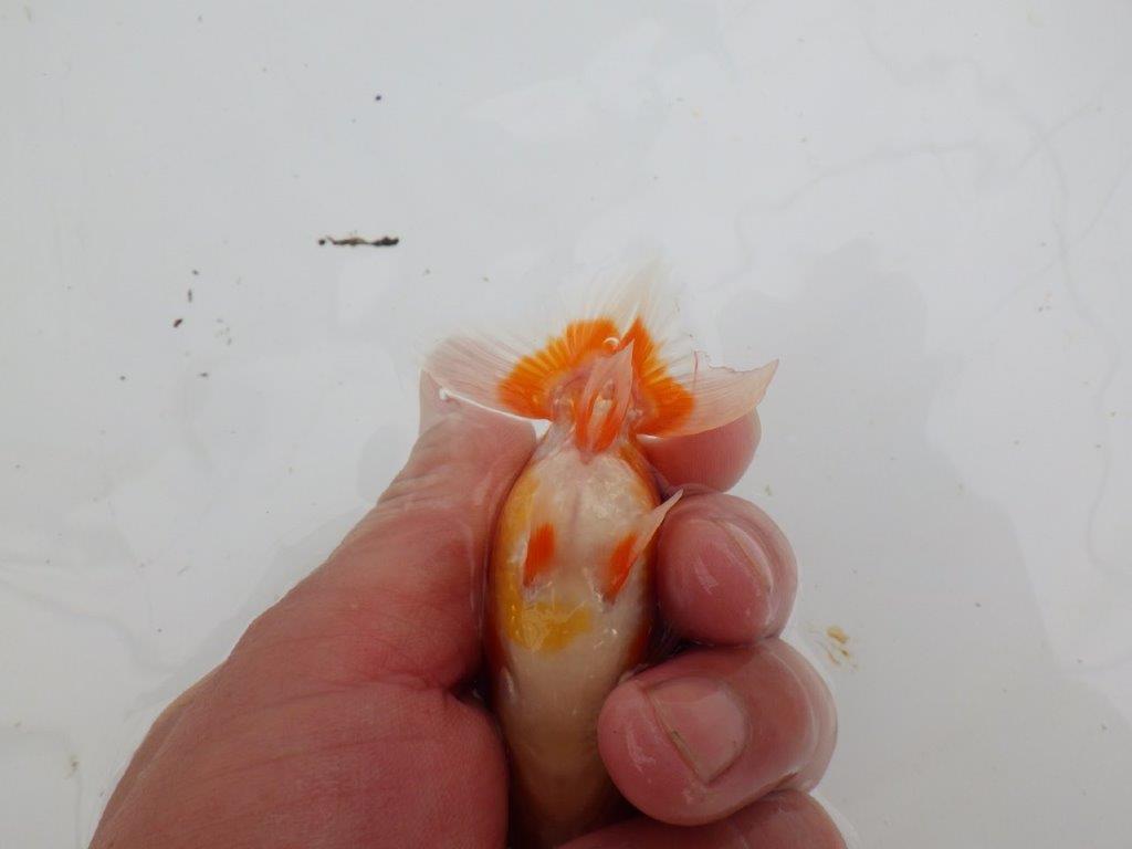 【愛知M 様】柄が綺麗でご鑑賞お勧め当歳らんちゅう  約8,5㎝
