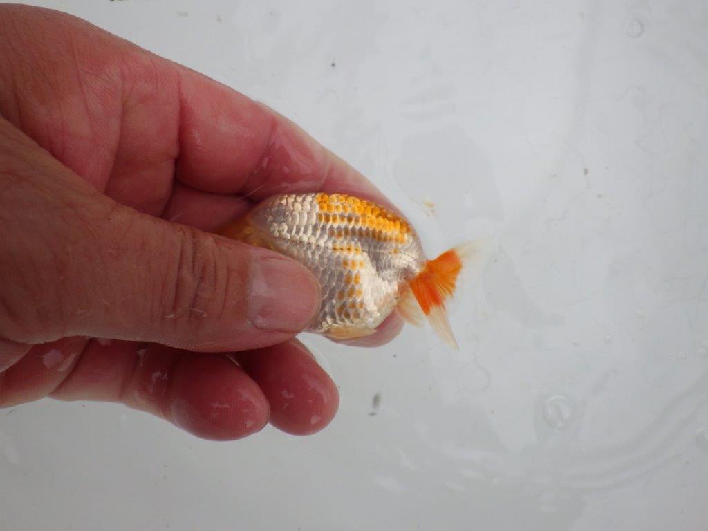 【愛知M 様】カナコ、小豆系の柄が綺麗でご鑑賞お勧め当歳らんちゅう 約8,5㎝