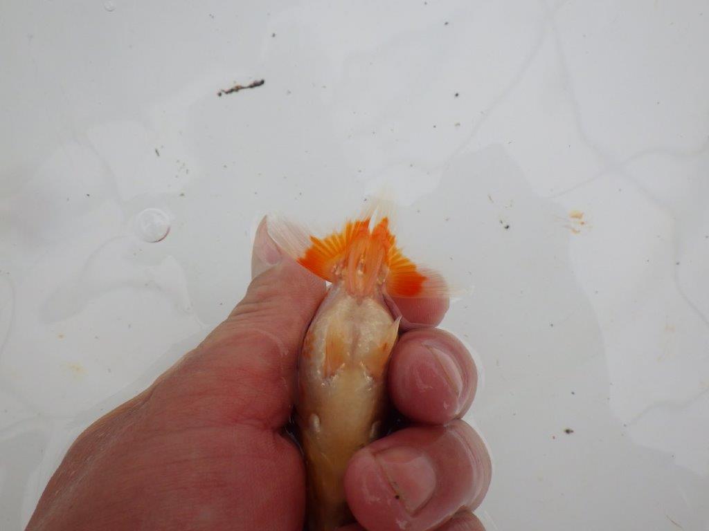 【愛知M 様】カナコ、小豆系の柄が綺麗でご鑑賞お勧め当歳らんちゅう 約8,5㎝