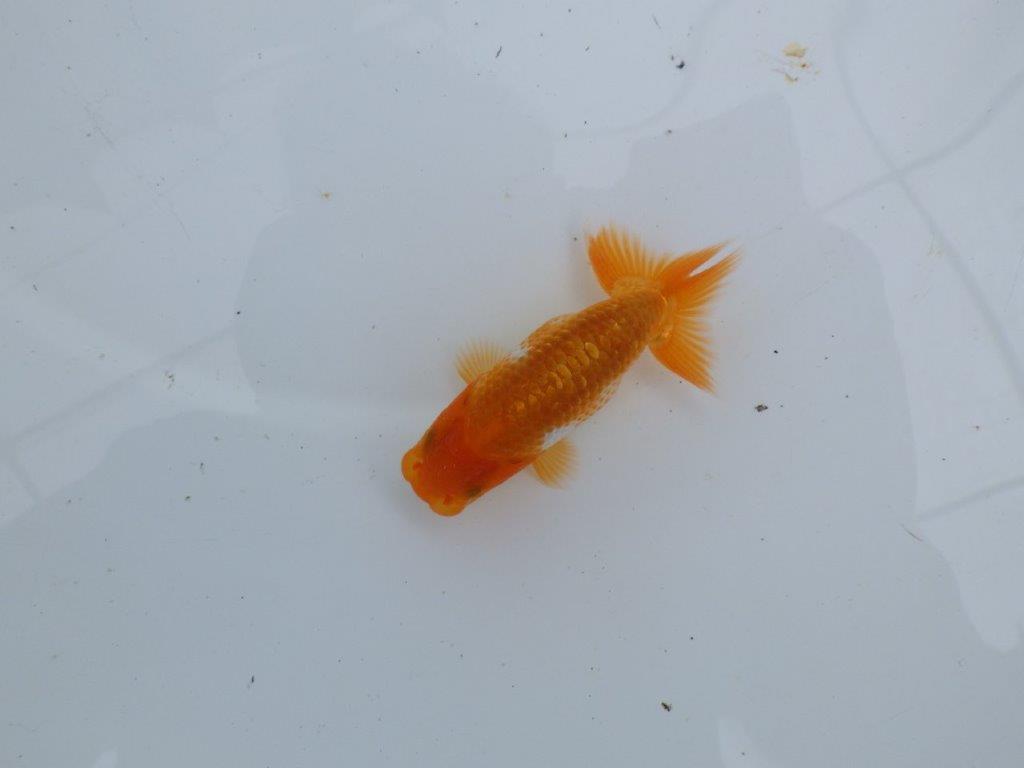 【愛知M 様】背のラインが綺麗な更紗!横見でご鑑賞お勧め当歳らんちゅう 約8,5㎝