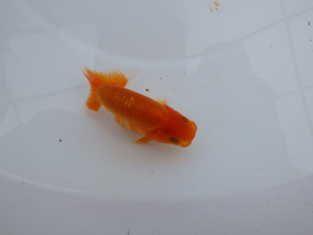 【愛知M 様】品評大会目指して飼い込み！上物当歳らんちゅう  約9,5㎝