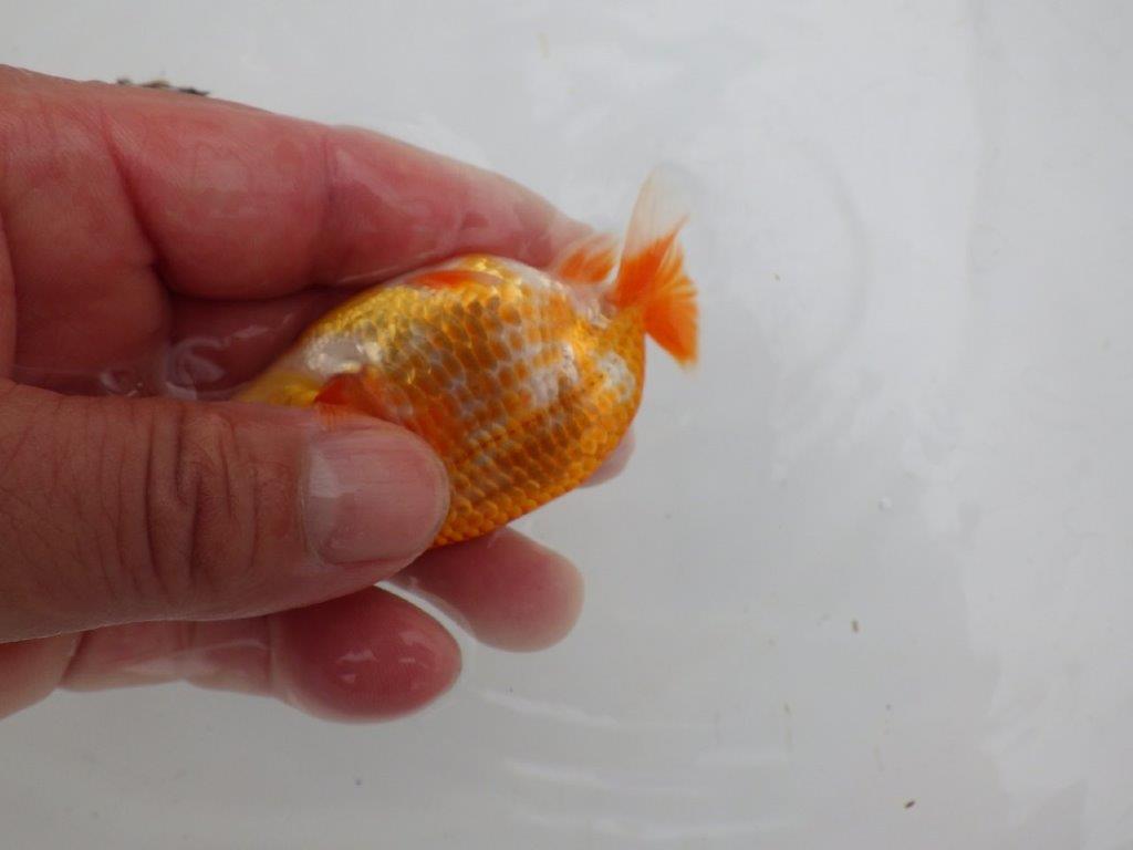 【愛知M 様】品評大会目指して飼い込み！上物当歳らんちゅう  約9,5㎝