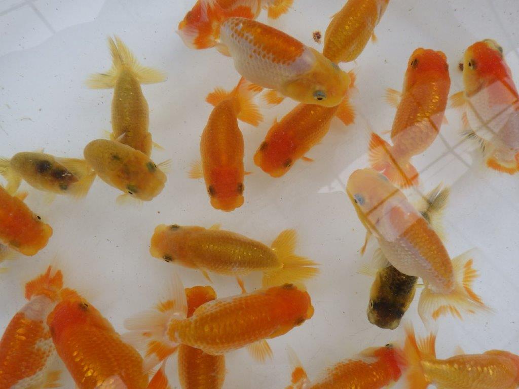 【日らん優等賞獲得ブリーダー】大人気!素晴らしいフンタンになる!?5尾セット大約~7㎝限定1