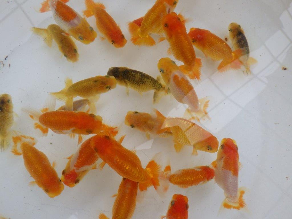【日らん優等賞獲得ブリーダー】大人気!素晴らしいフンタンになる!?5尾セット大約~7㎝限定1