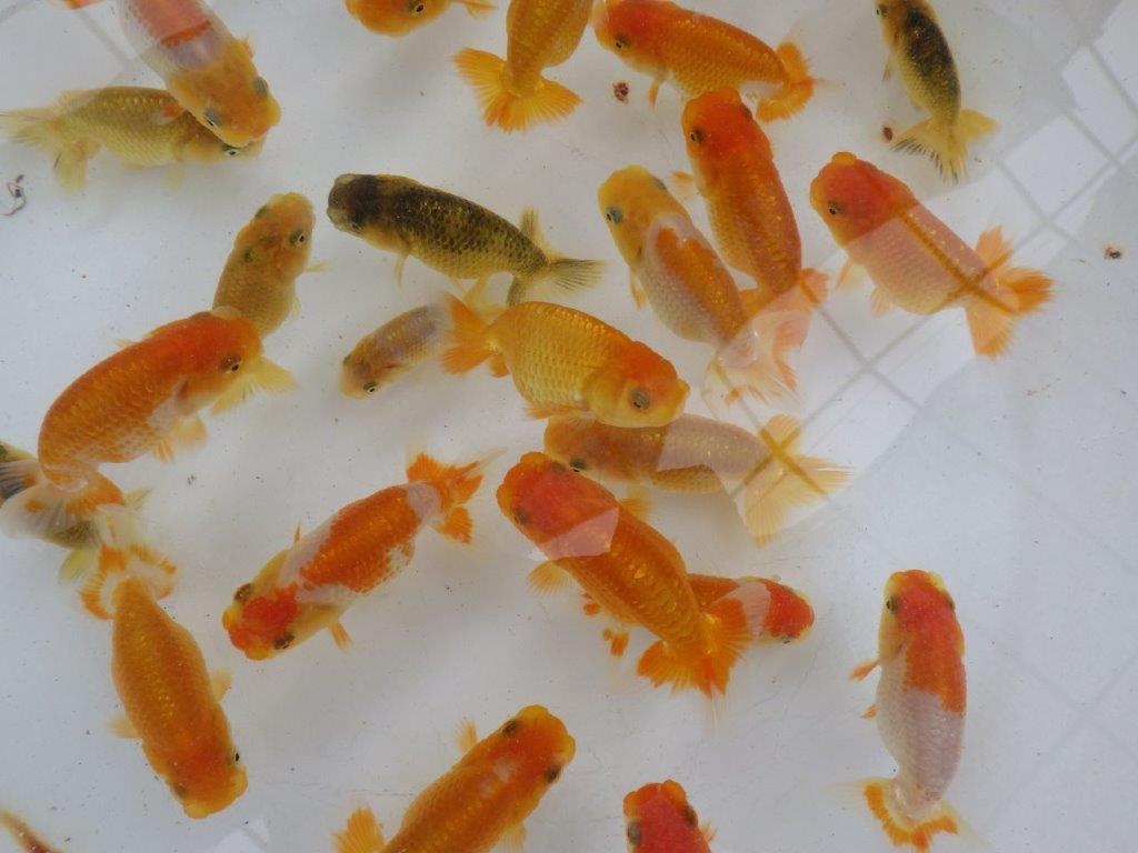 【日らん優等賞獲得ブリーダー】大人気!素晴らしいフンタンになる!?5尾セット大約~7㎝限定1