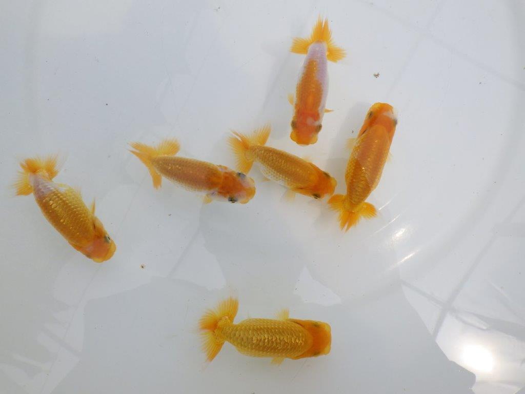【全国大会東大関獲得ブリーダー】研究会などにお勧めの上物らんちゅう 3尾セット