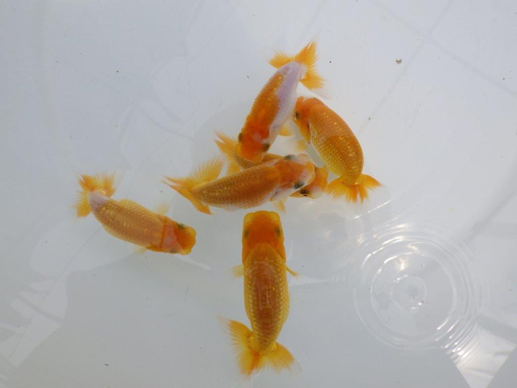 【全国大会東大関獲得ブリーダー】研究会などにお勧めの上物らんちゅう 3尾セット