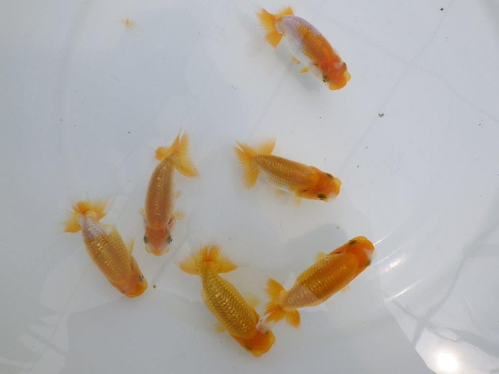 【全国大会東大関獲得ブリーダー】研究会などにお勧めの上物らんちゅう 3尾セット