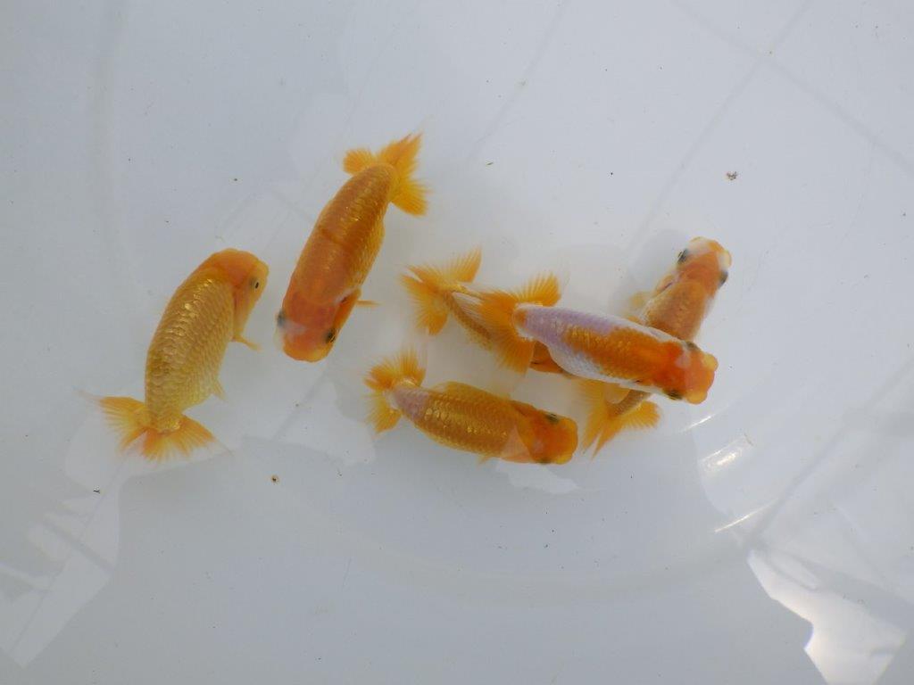 【全国大会東大関獲得ブリーダー】研究会などにお勧めの上物らんちゅう 3尾セット