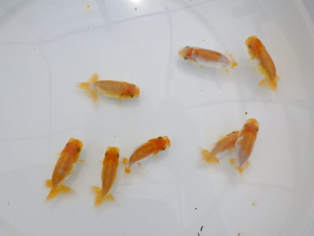 【全国大会東大関獲得ブリーダー】研究会用の当歳らんちゅう５尾セット