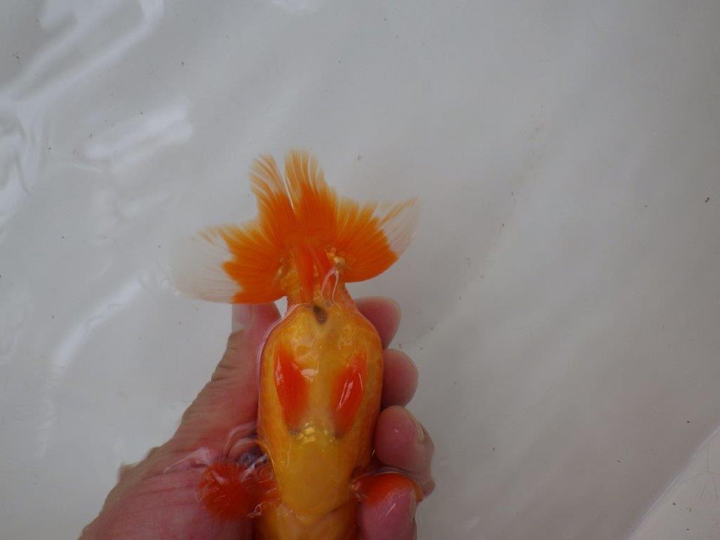 【浜松 錦友会 二歳会 西前頭七】素晴らしい尾型、構え！愛知　清田良也氏