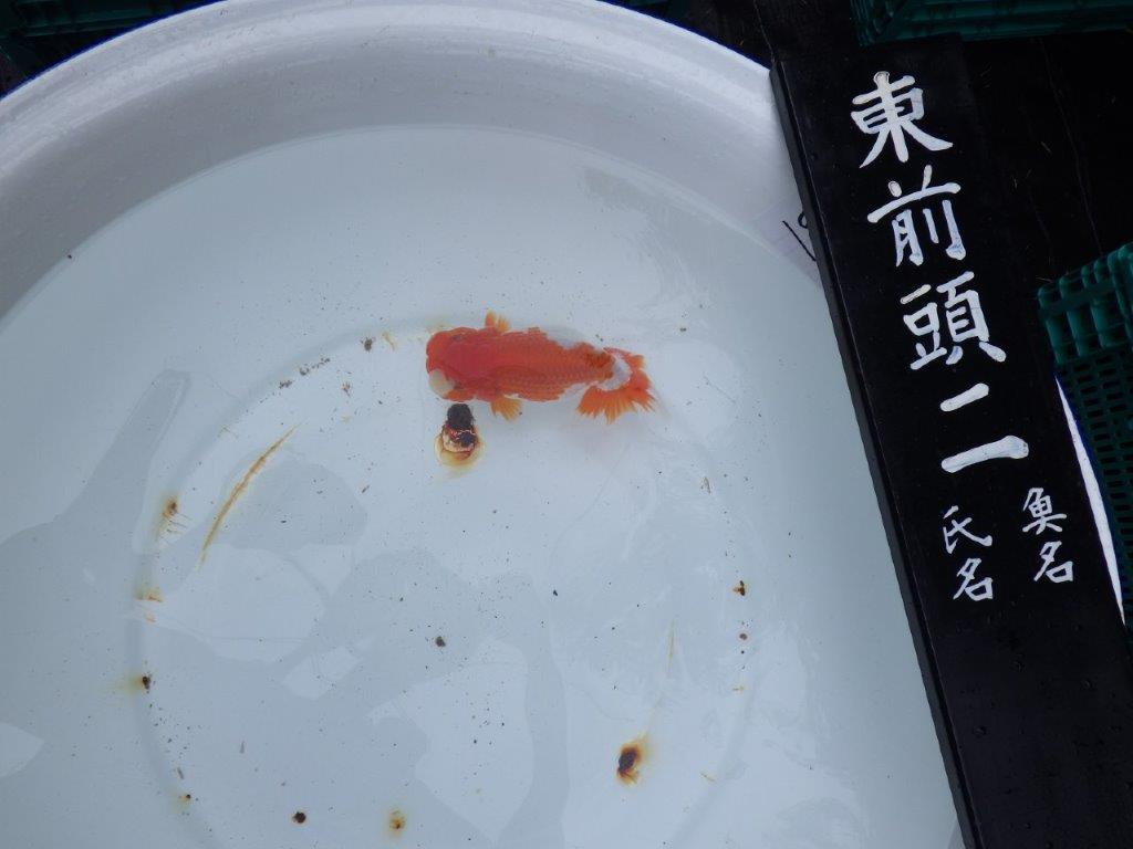 【浜松 錦友会 二歳会 東前頭二】派手な更紗でお楽しみください。愛知 清田良也氏