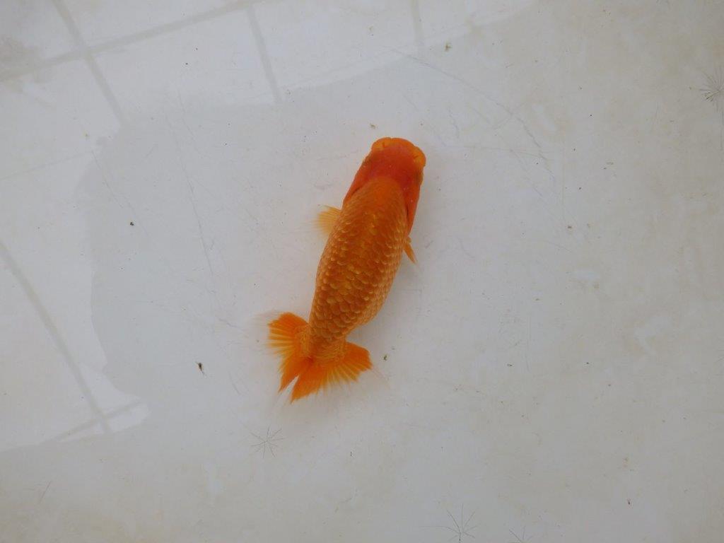 【愛知M 様】魚っぷりの良い粋な当歳らんちゅう 約10㎝