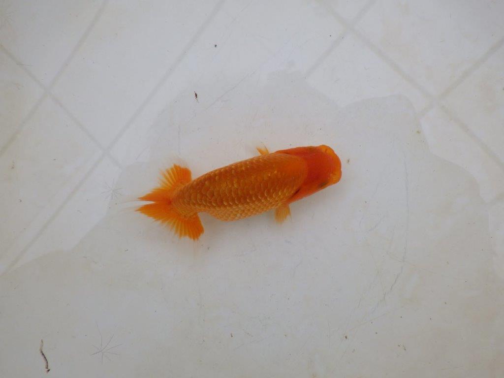 【愛知M 様】魚っぷりの良い粋な当歳らんちゅう 約10㎝