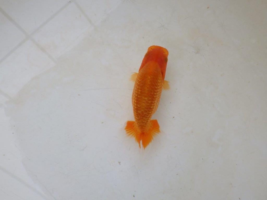 【愛知M 様】魚っぷりの良い粋な当歳らんちゅう 約10㎝