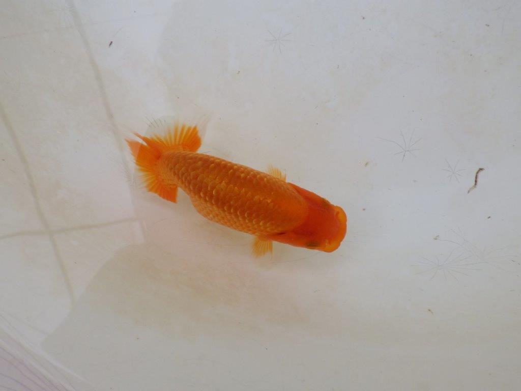 【愛知M 様】魚っぷりの良い粋な当歳らんちゅう 約10㎝